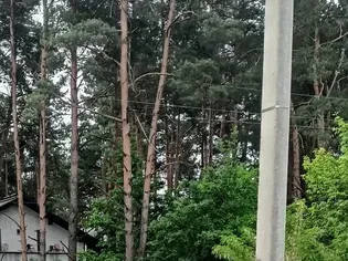 Фасадна земельна ділянка Зазим'я 10 соток, фото 3