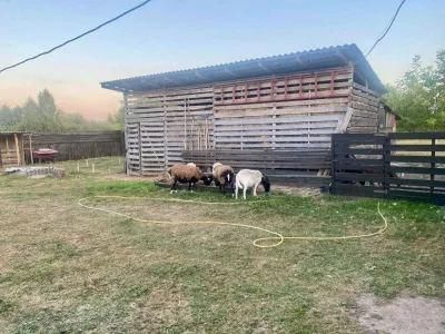 2 будинки на 3 га. Міні Ферма біля Малину, фото 9